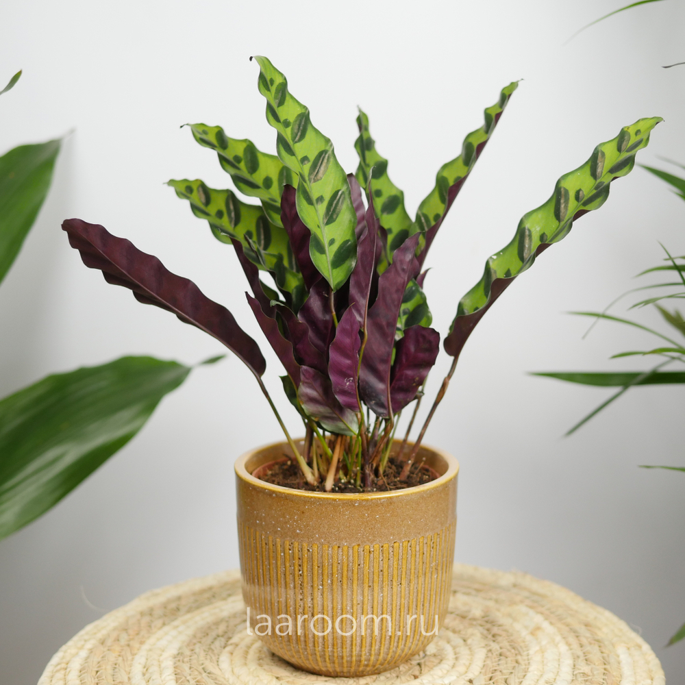 Калатея Лансифолия 12/30