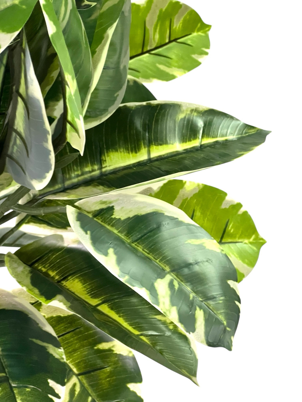 Фикус Эластика Тинеке 150 см.