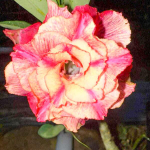 Адениум WAN PARUEHAT – THURSDAY