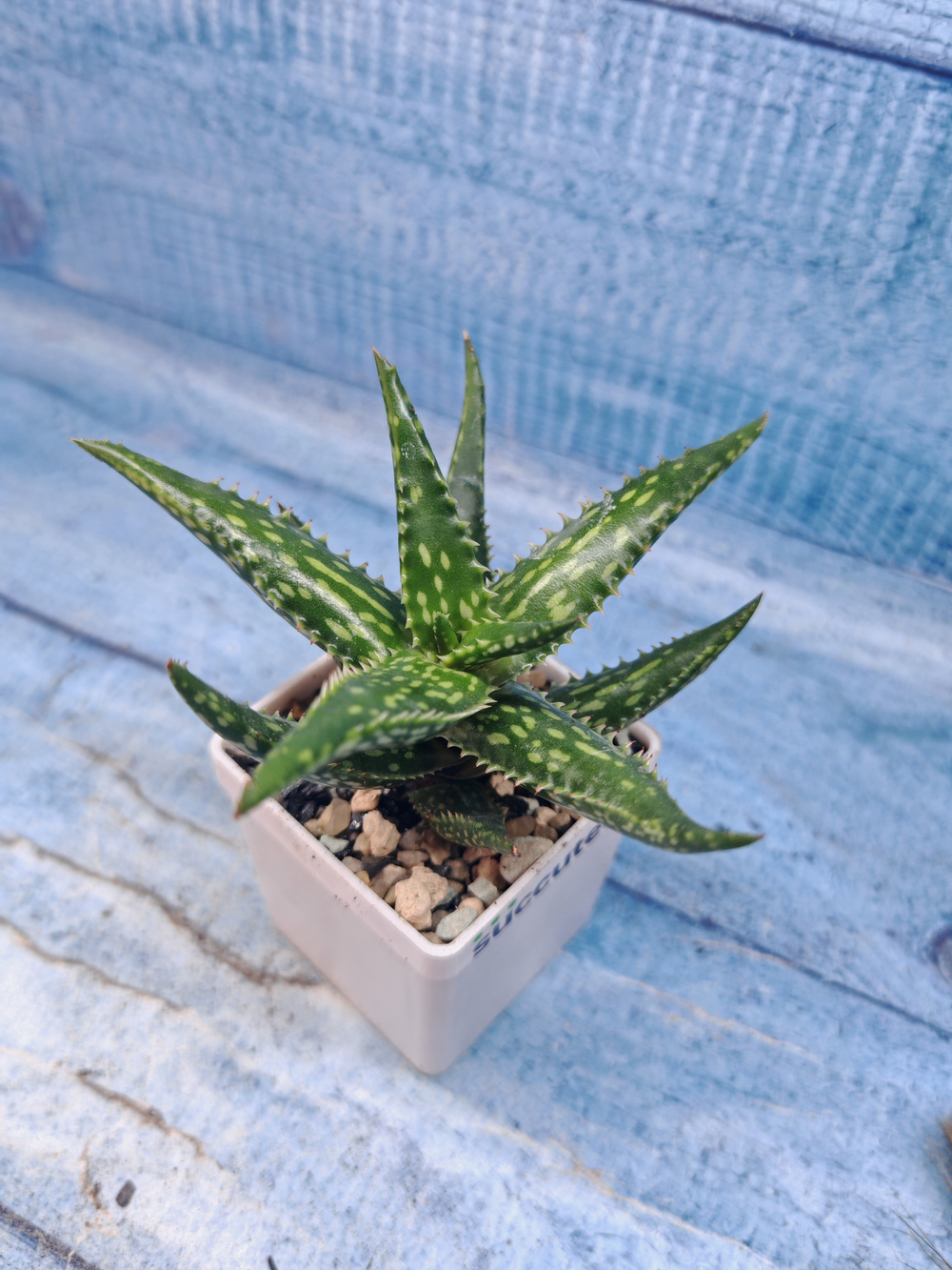 Aloe Jucunda (Алоэ)