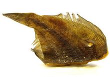 Камбала Дальневосточная вяленая ~ 400г Камбала Дальневосточная вяленая ~ 400г