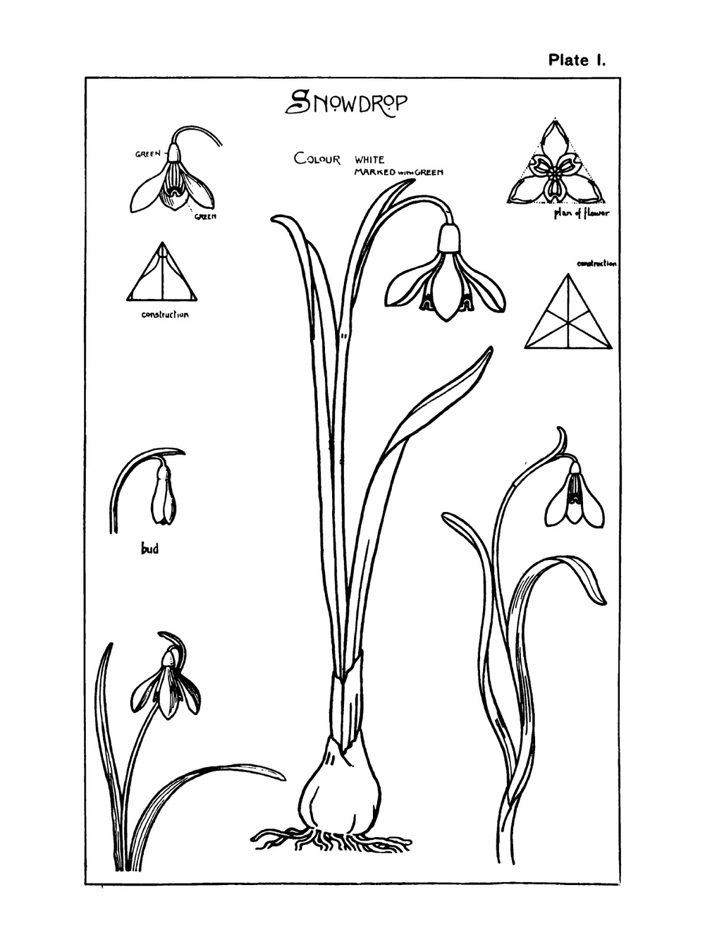 Nature drawing and design. Part 1 | Frank Steeley