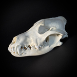 Череп волка