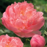 Пион Pink Hawaiian Coral (корень 3/5 почек)