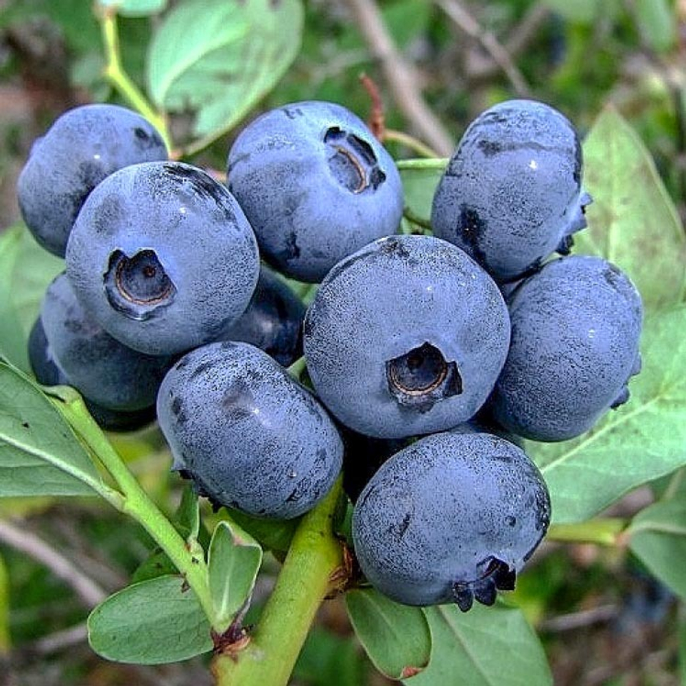 Спартан Spartan голубика 1 год р9