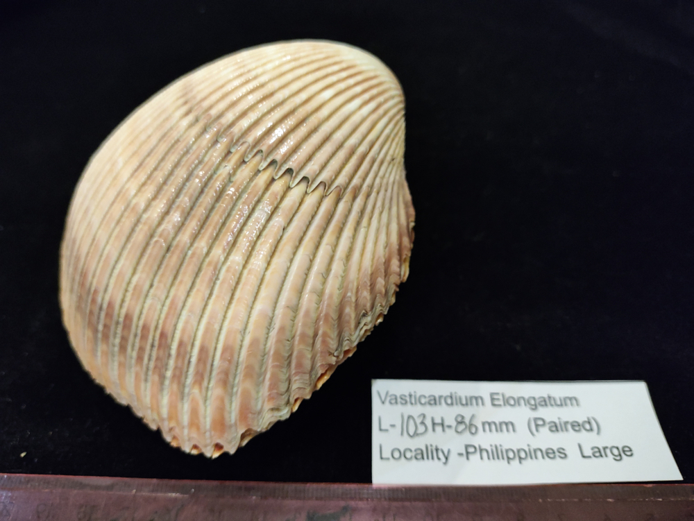 Кардиум Элонгатум "95-110мм" парный