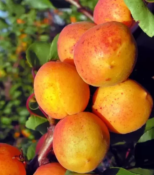 Саженцы Абрикоса «Серафим»