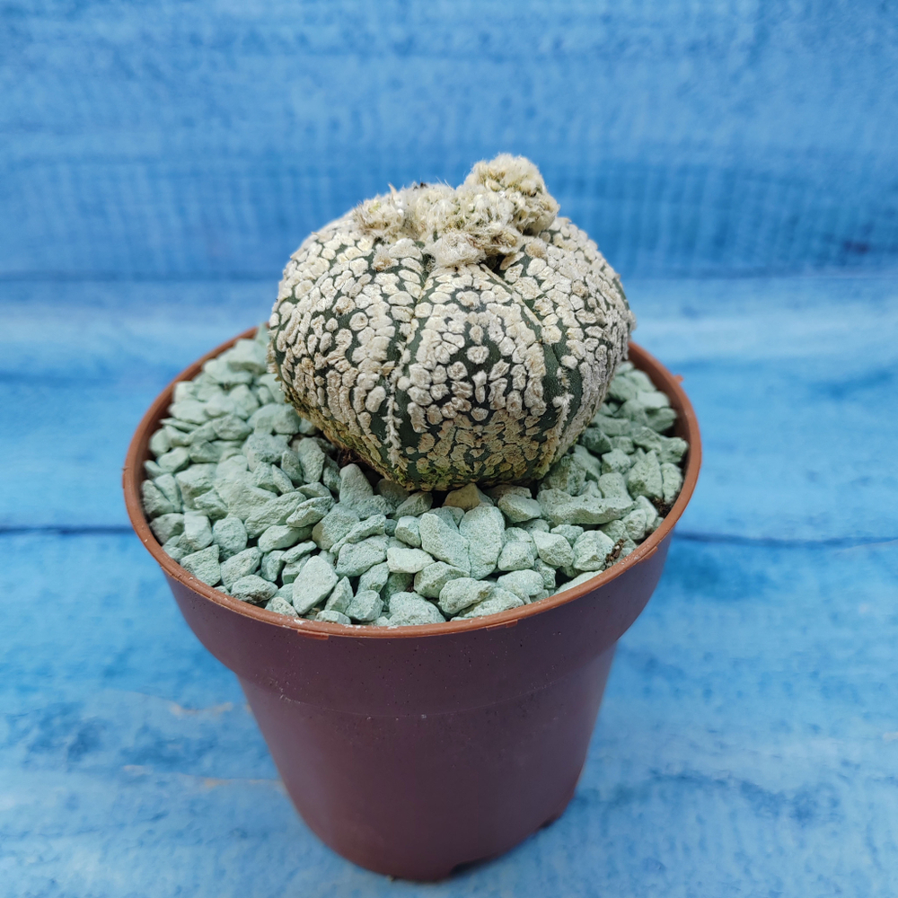 Astrophytum Asterias "Super Kabuto" (Астрофитум)
