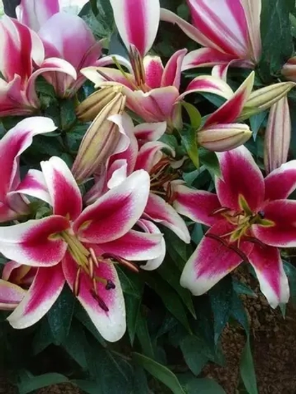 Лилия Кэнди Клаб (ОТ-гибрид)