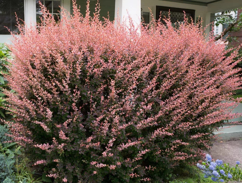 Барбарис Тунберга Роуз Глоу С3 Закупка М60 июнь 2026