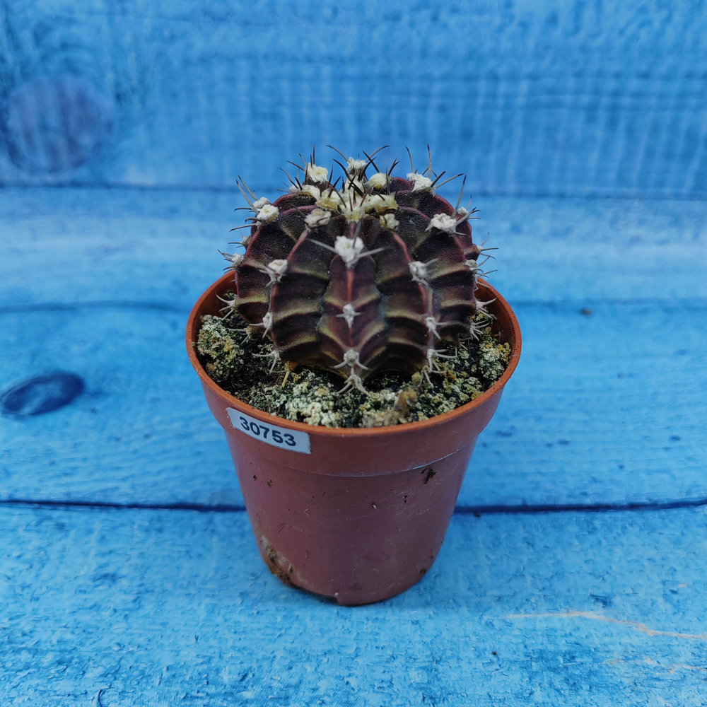 Gymnocalycium Friedrichii (Гимнокалициум)