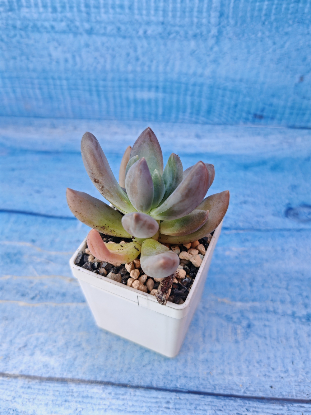 Pachyphytum Bracteosum fitkai (Пахифитум)
