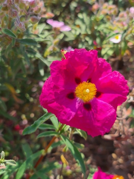 CISTE GV. abs. (Spain) / абсолют ЛАБДАНУМА (Испания) CAS 89997-74-0