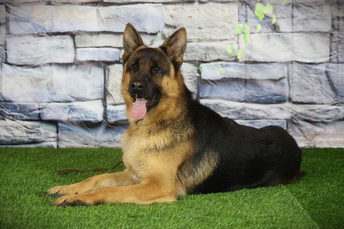 ЭДИСОН Из Поместья Боговик