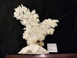 Коралл Акропора 280мм на Хиппопусе