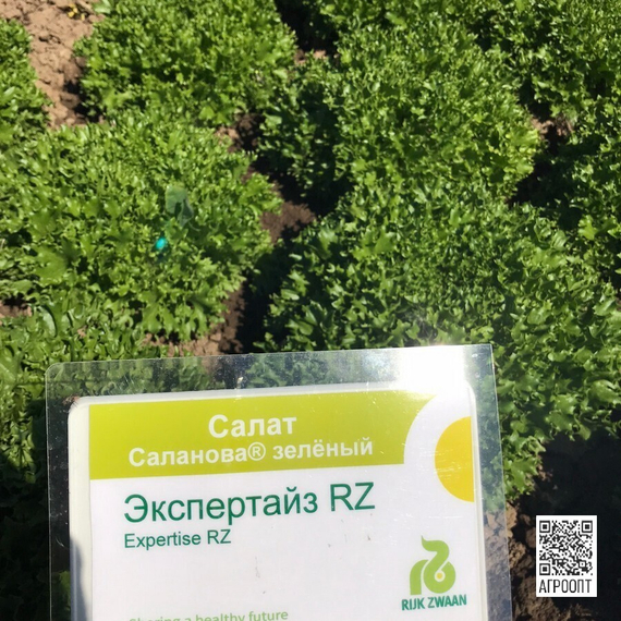ЭКСПЕРТАЙЗ семена салата (Rijk Zwaan | Alexagro) – фото 5
