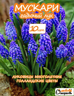 Луковичные цветы Мускари (Гадючий лук), 10 шт
