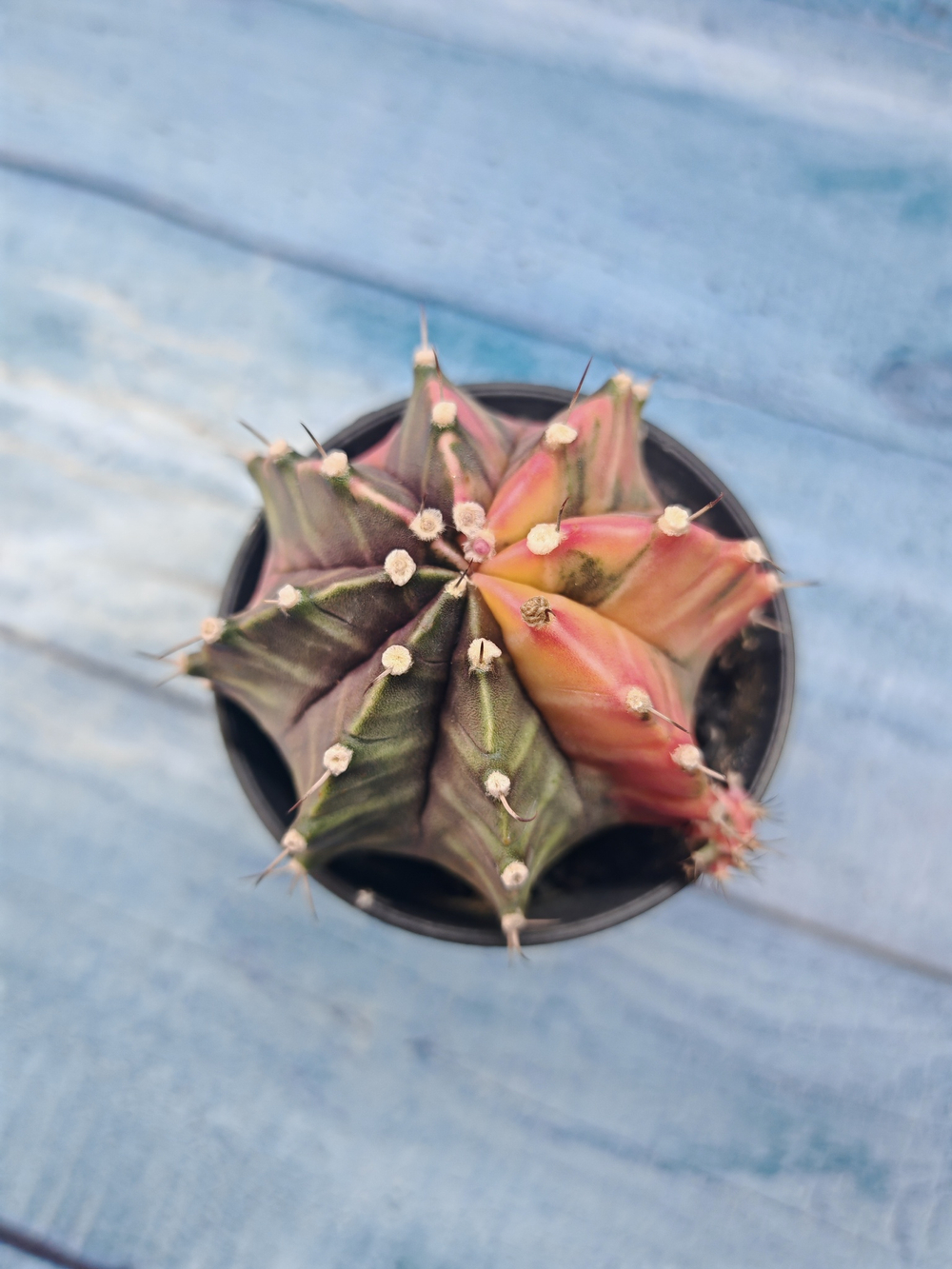 Gymnocalycium Variegata (Гимнокалициум Вариегатный)