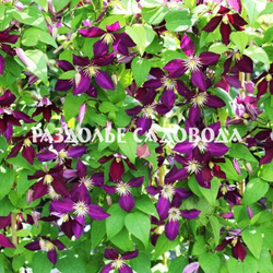 Клематис Микелит