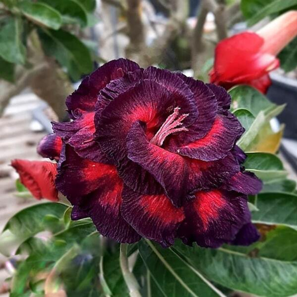 Адениум SPECIAL DATE