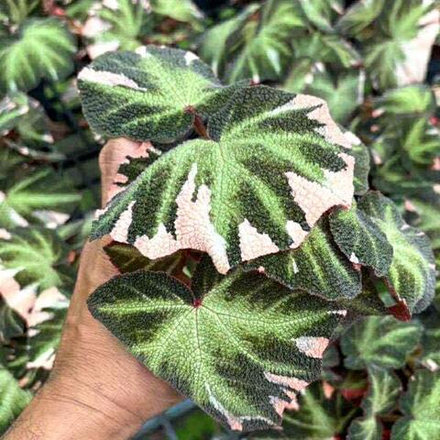 Бегония SOLIMUTATA VAR