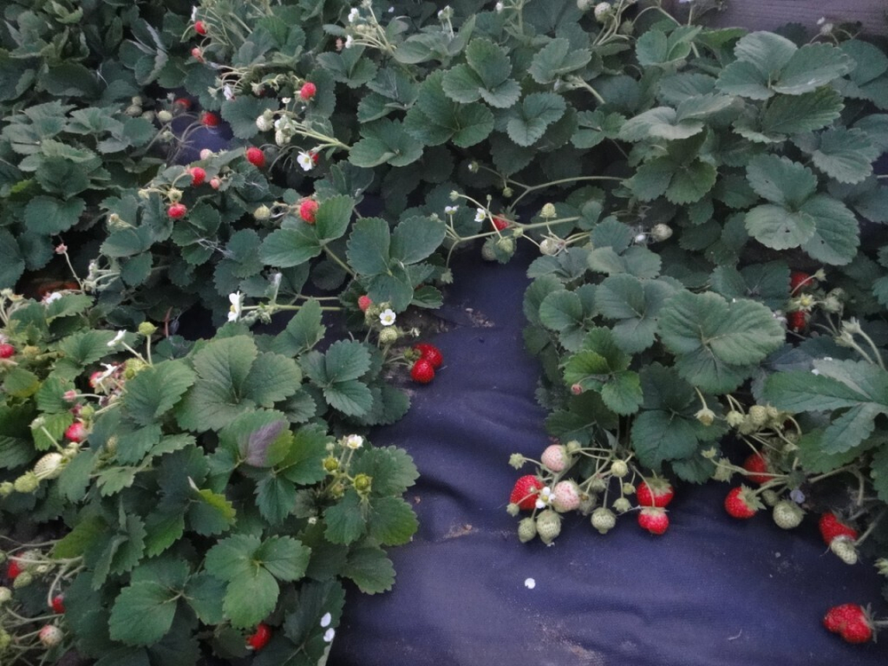 Укрывной материал  Агротекс 80 1,6х10