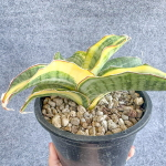 Сансевиерия BLACK ROSE INDO VAR s.L