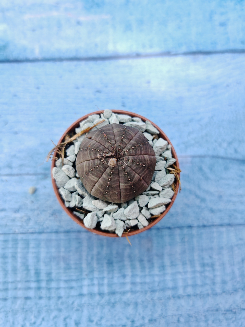 Суккулент Euphorbia Obesa (Эуфорбия)