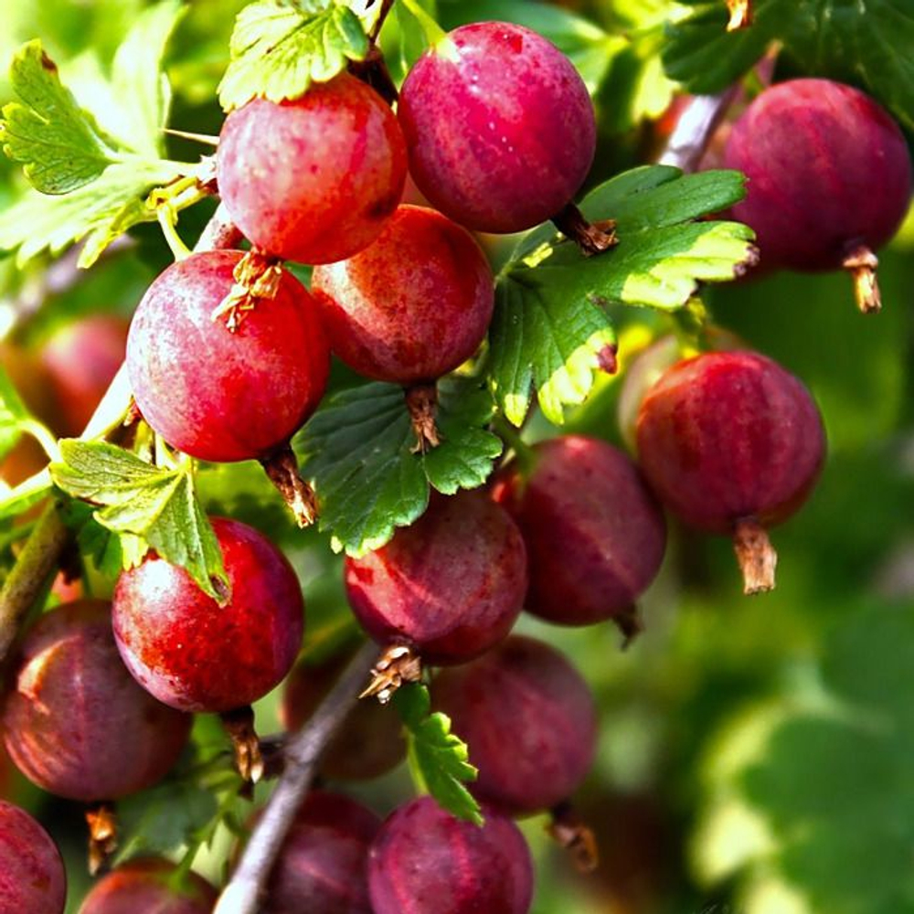 Крыжовник Консул слабошиповатый