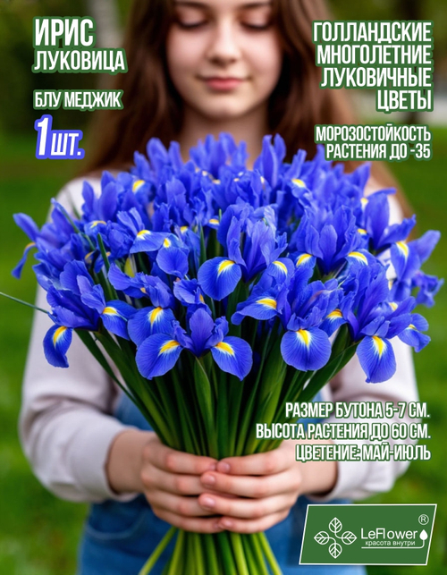 Ирис луковица 1шт., Блю Меджик