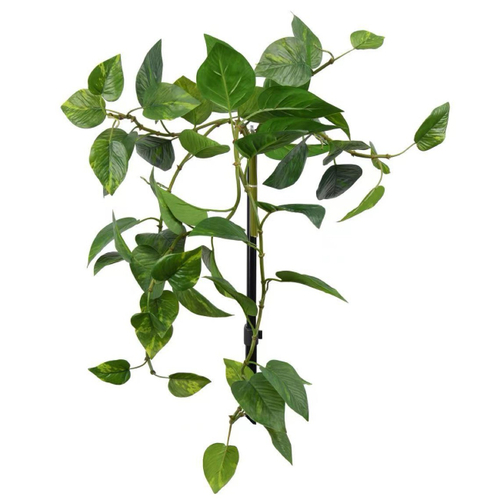 Эпипремнум Ауреум куст 80 см