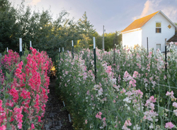Sweet Pea School: Growing & Arranging the Garden’s Most Romantic Blooms