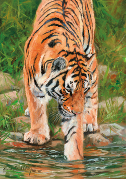 Коллекция Животные