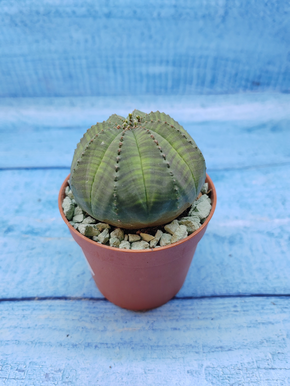Euphorbia Obesa (Эуфорбия)