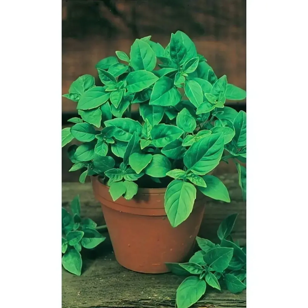 Семена Базилик Ароматный Гуляш зелёный (Марс) 0,3гр Б/П