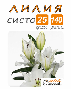 Лилия Луковица, Систо, разбор 18/20, 1шт