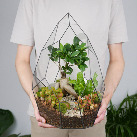 Готовый флорариум бонсай Гинсенг Айсберг