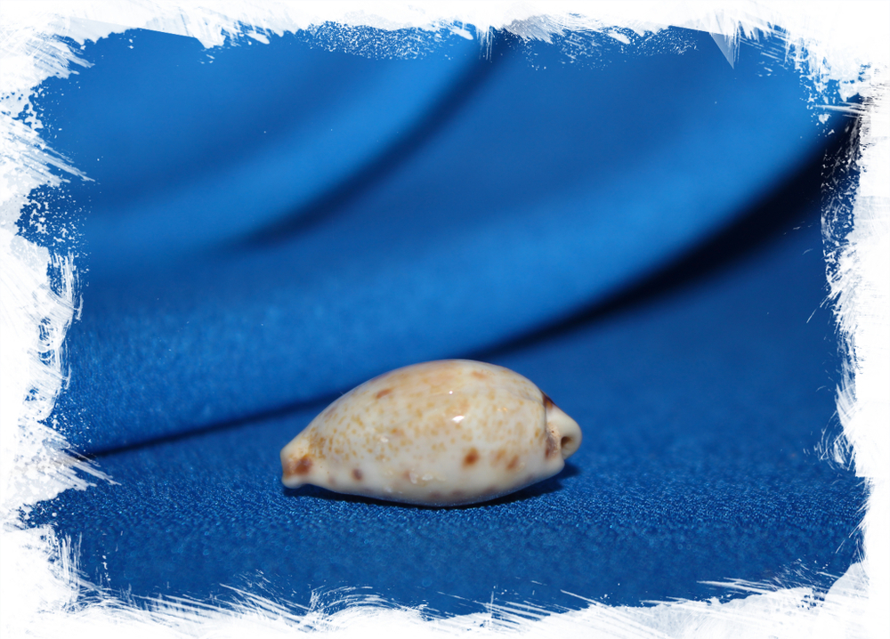 Ципрея вокери (Contradusta walkeri)