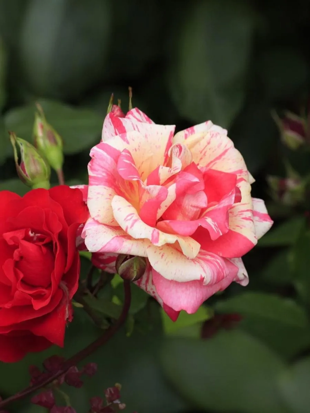 Роза флорибунда Токаде