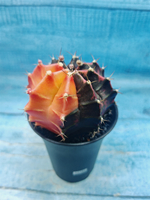 Gymnocalycium Variegata (Гимнокалициум Вариегатный)
