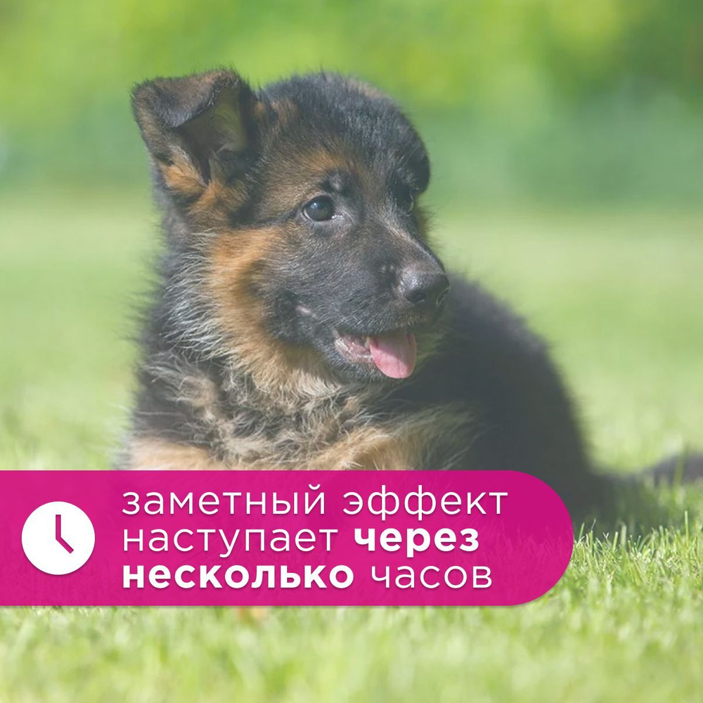 Спрей Brizberry ( Apicenna ) Ликвидатор пятен, меток и запаха для собак, 500 мл