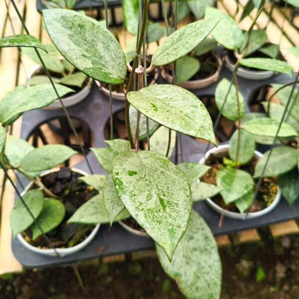 Хойя VERTICILLATA PACITAN SILVER GALAXY