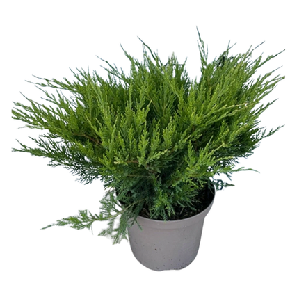Можжевельник китайский "Mint Julep"
