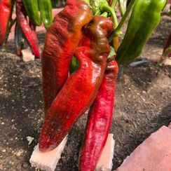 ПАЛЕРМО F1 семена перца сладкого (Rijk Zwaan | Alexagro)