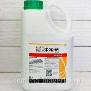 ЭФОРИЯ -5л