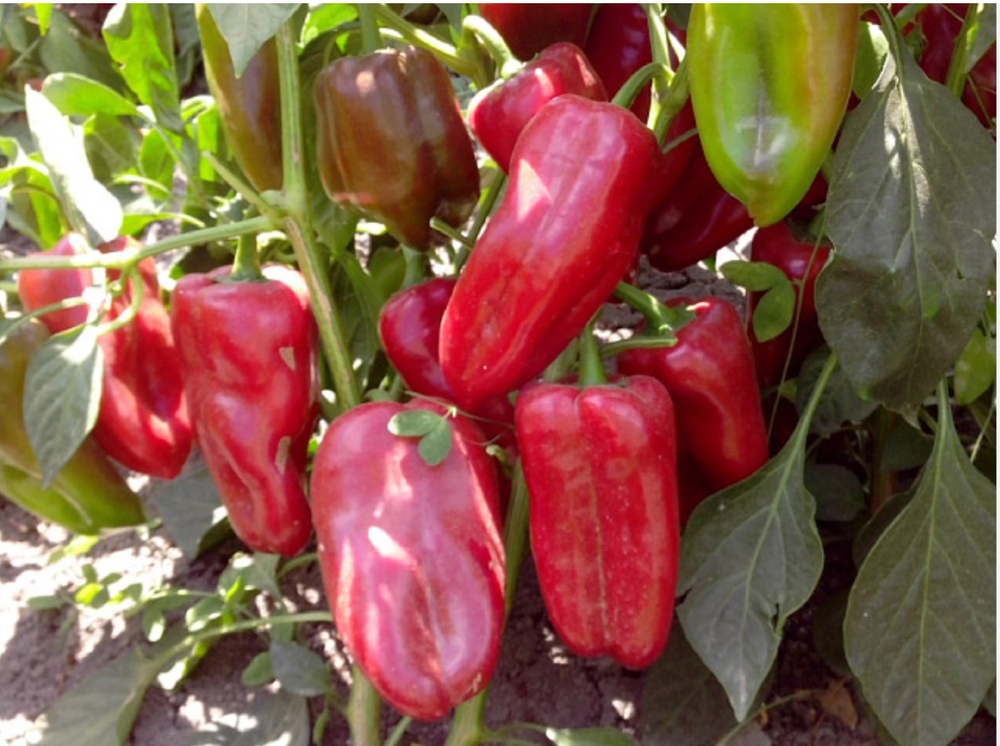 Перец Амаретта F1 - Amaretta F1 1000 семян