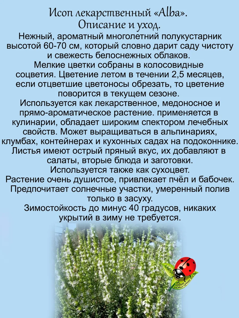 Исоп Альба лекарственный