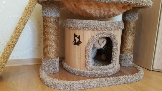 Дом для кота КУН-15 (мейн-кун)