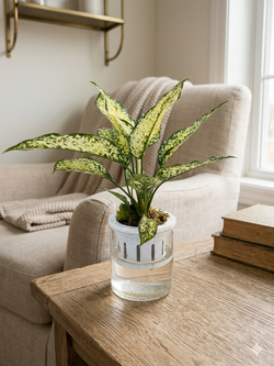 Аглаонема Jadeite д.11 горшок с автополивом