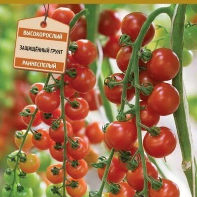 Терек F1 семена томата индетерминантного (ПОИСК)